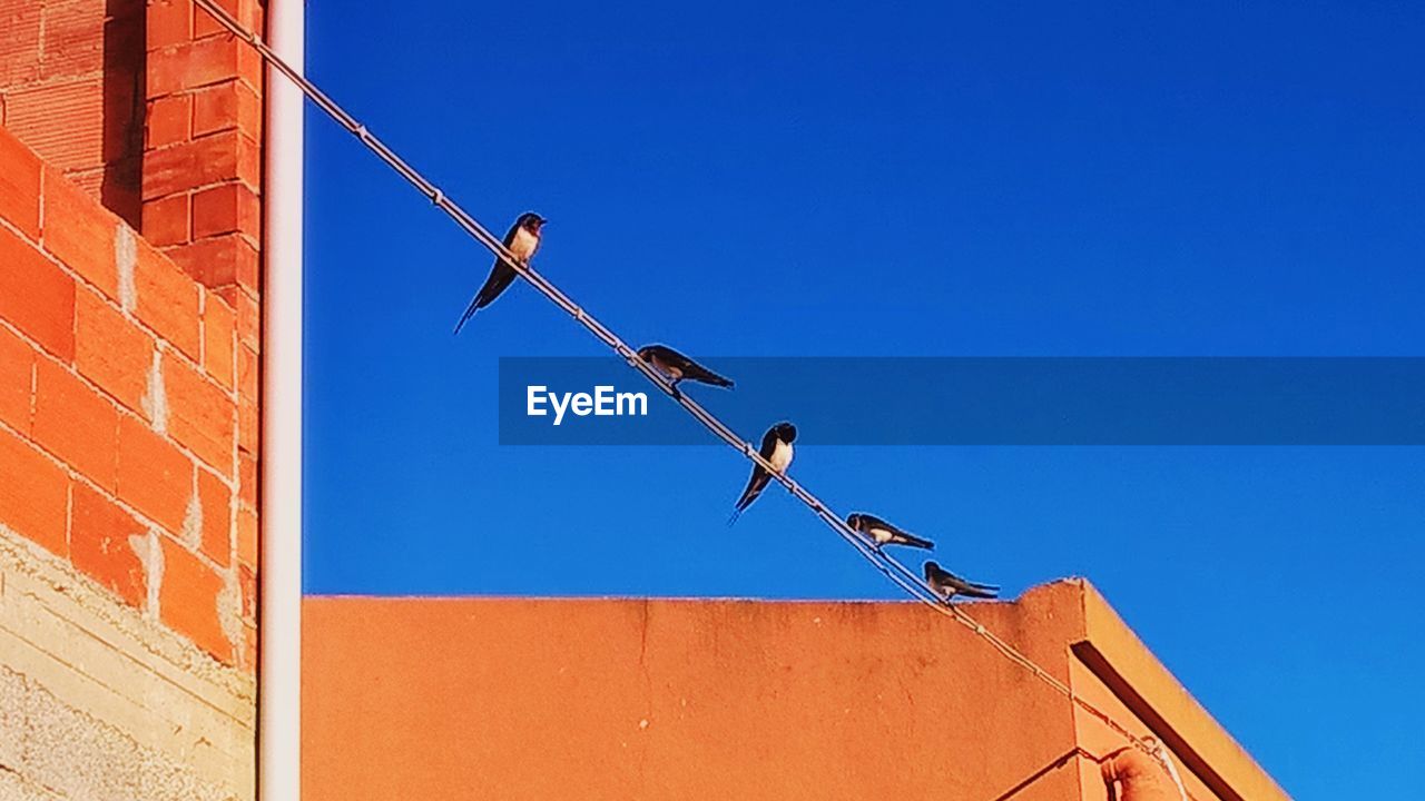 LOW ANGLE VIEW OF BIRDS PERCHING ON BUILDING AGAINST CLEAR SKY