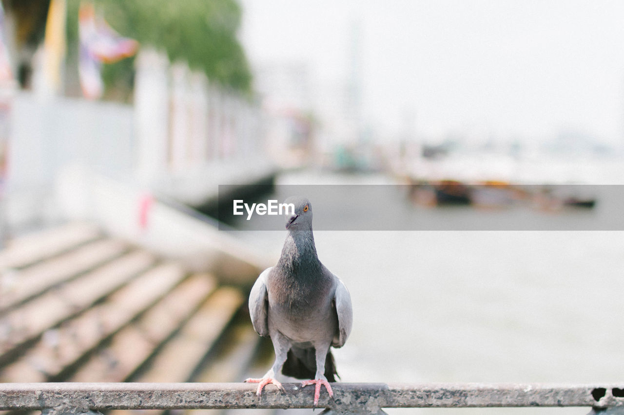 Close-up of pigeon perching on railing