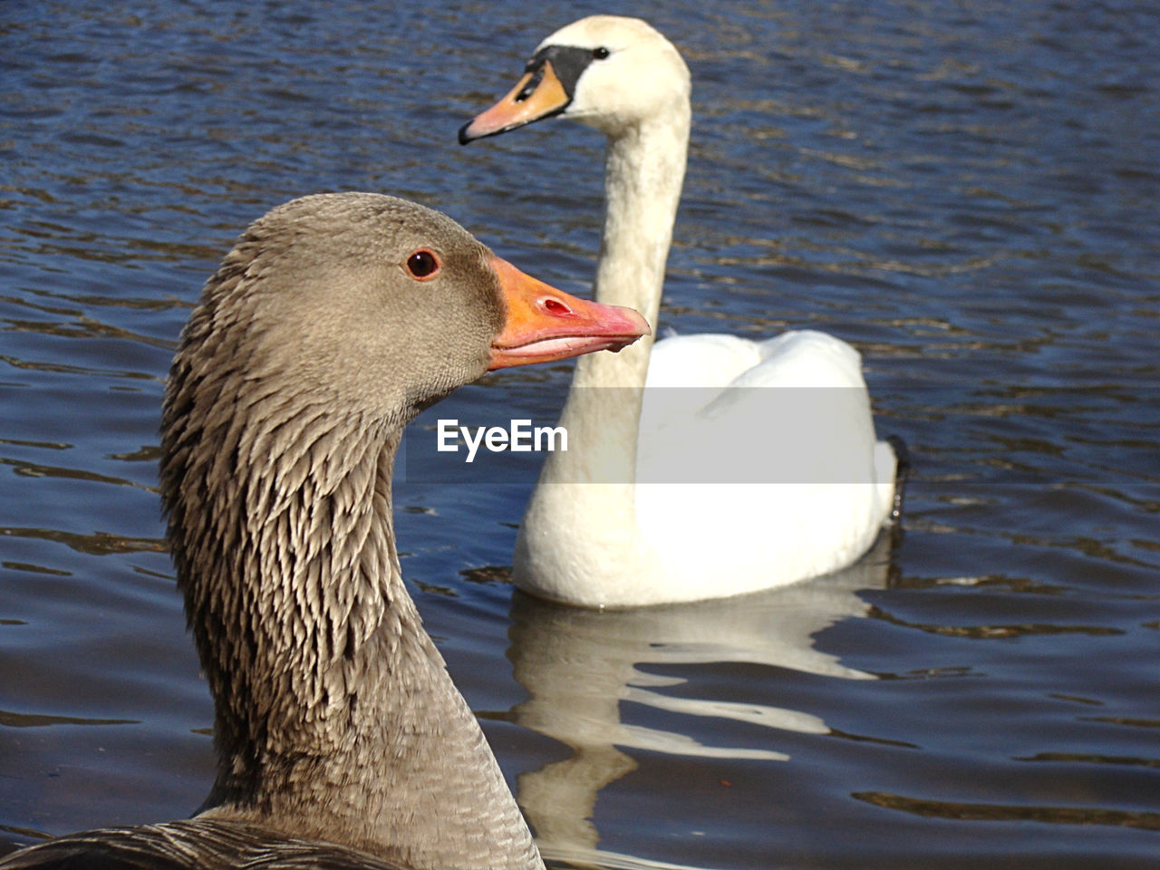 SWAN SWIMMING IN LAKE