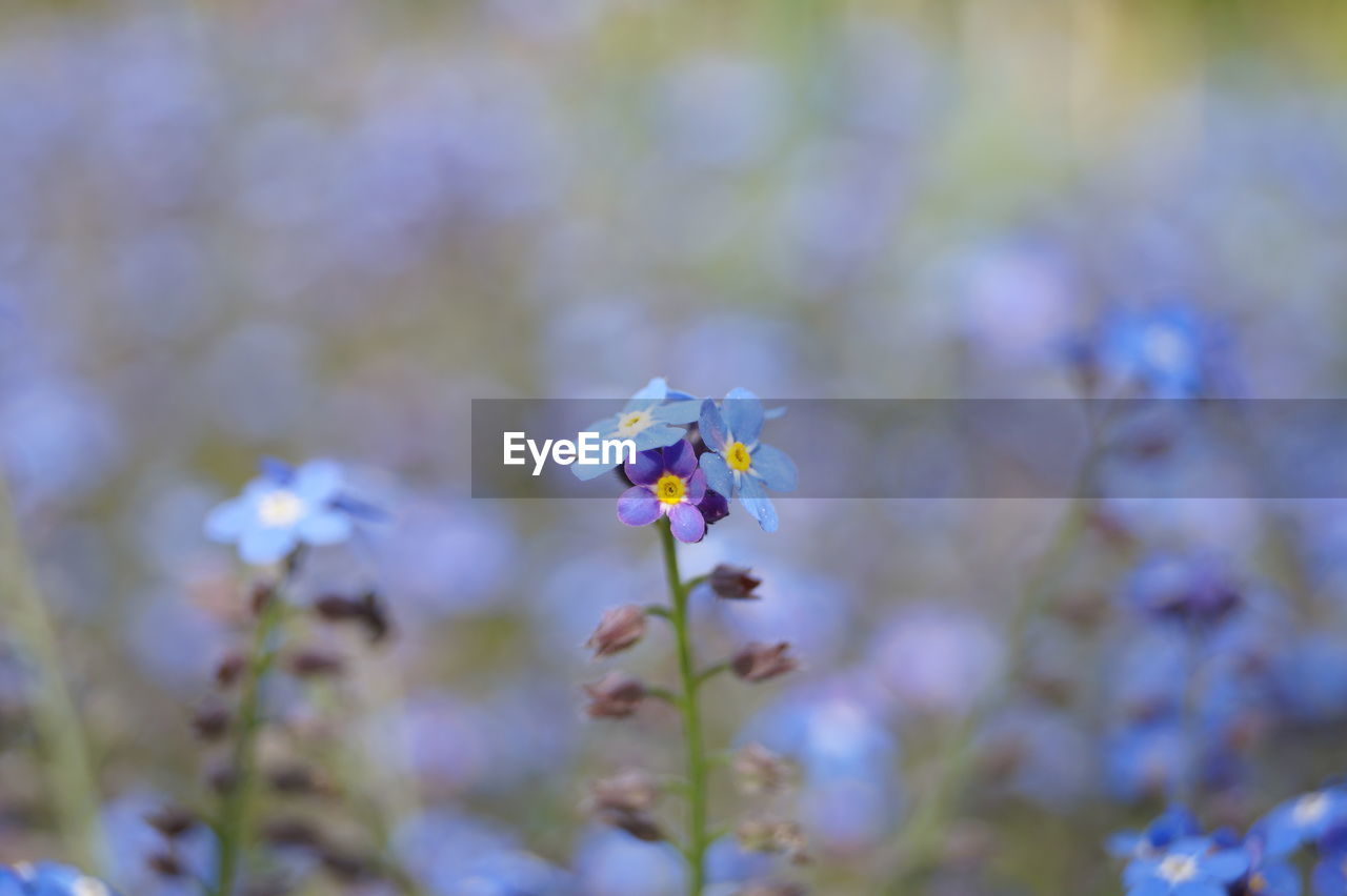 Close-up of fresh flowers blooming in garden