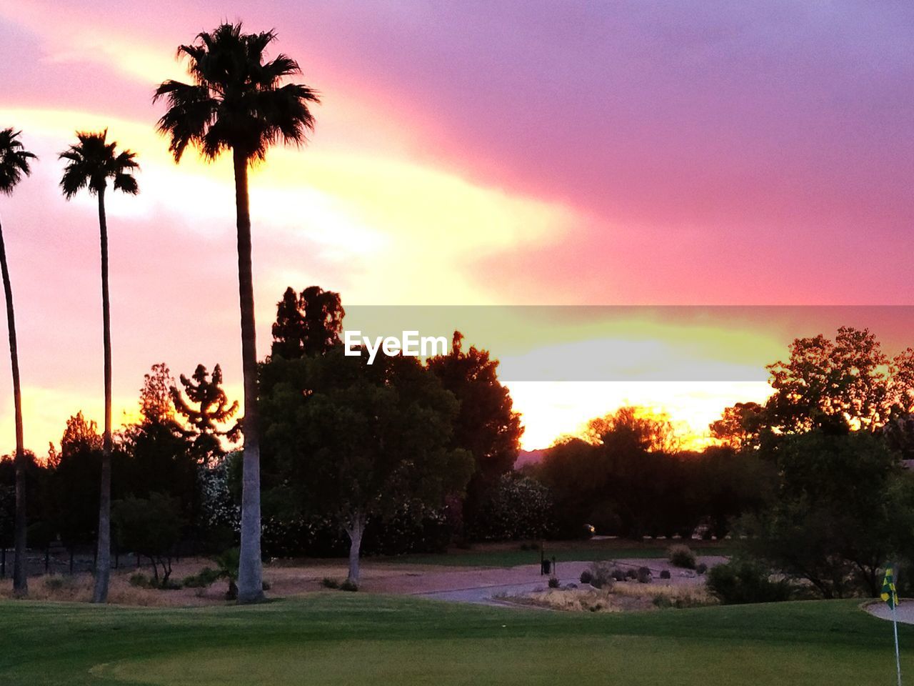 SILHOUETTE OF PALM TREES AT SUNSET