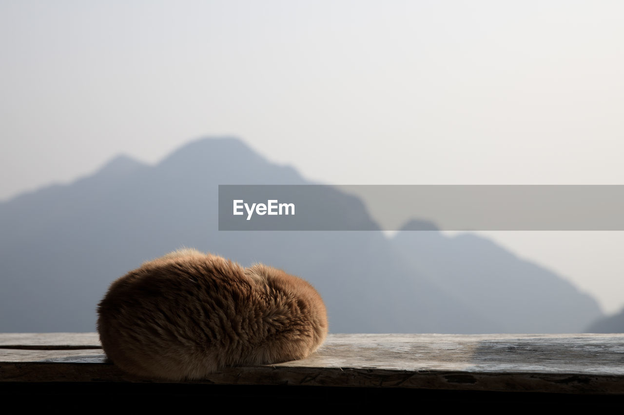 Cat sleeping winter curl up on wooden balcony and mountain background with copy space.