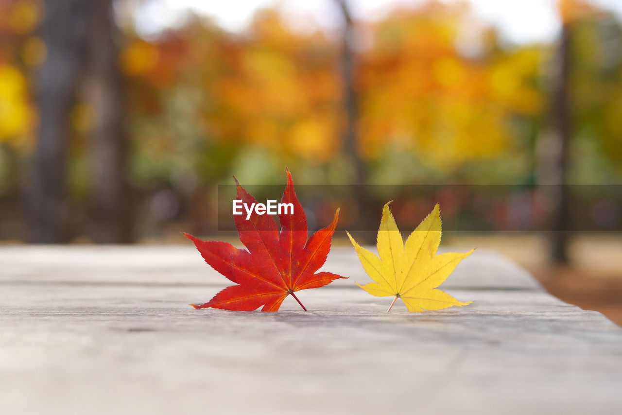 Close-up of maple leaves on tree