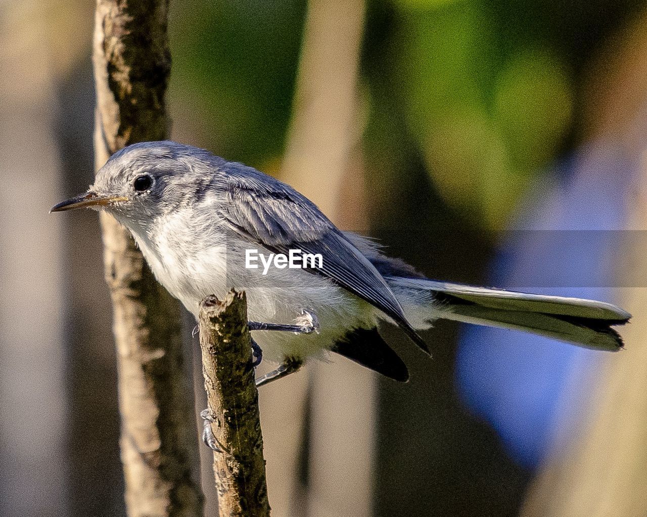 BIRD PERCHING ON A BRANCH