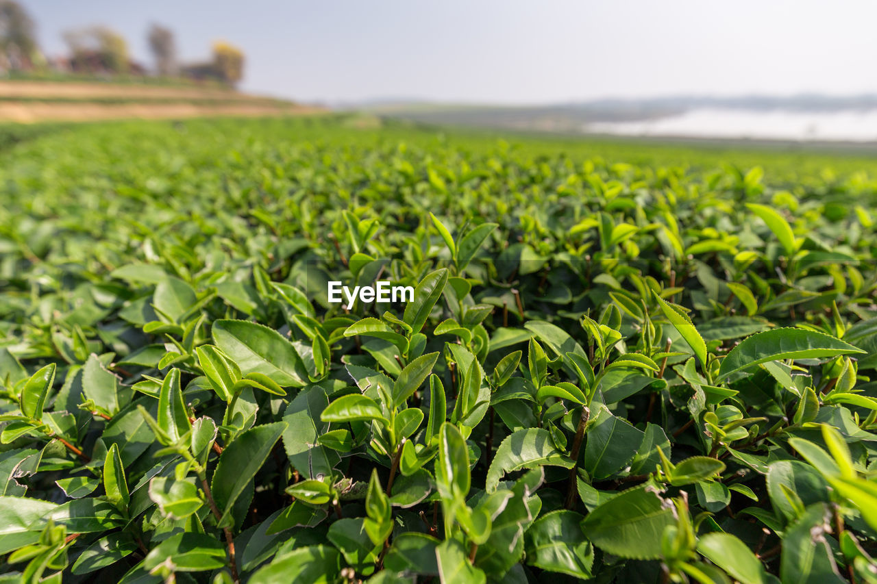 Surface level of plants on landscape against clear sky