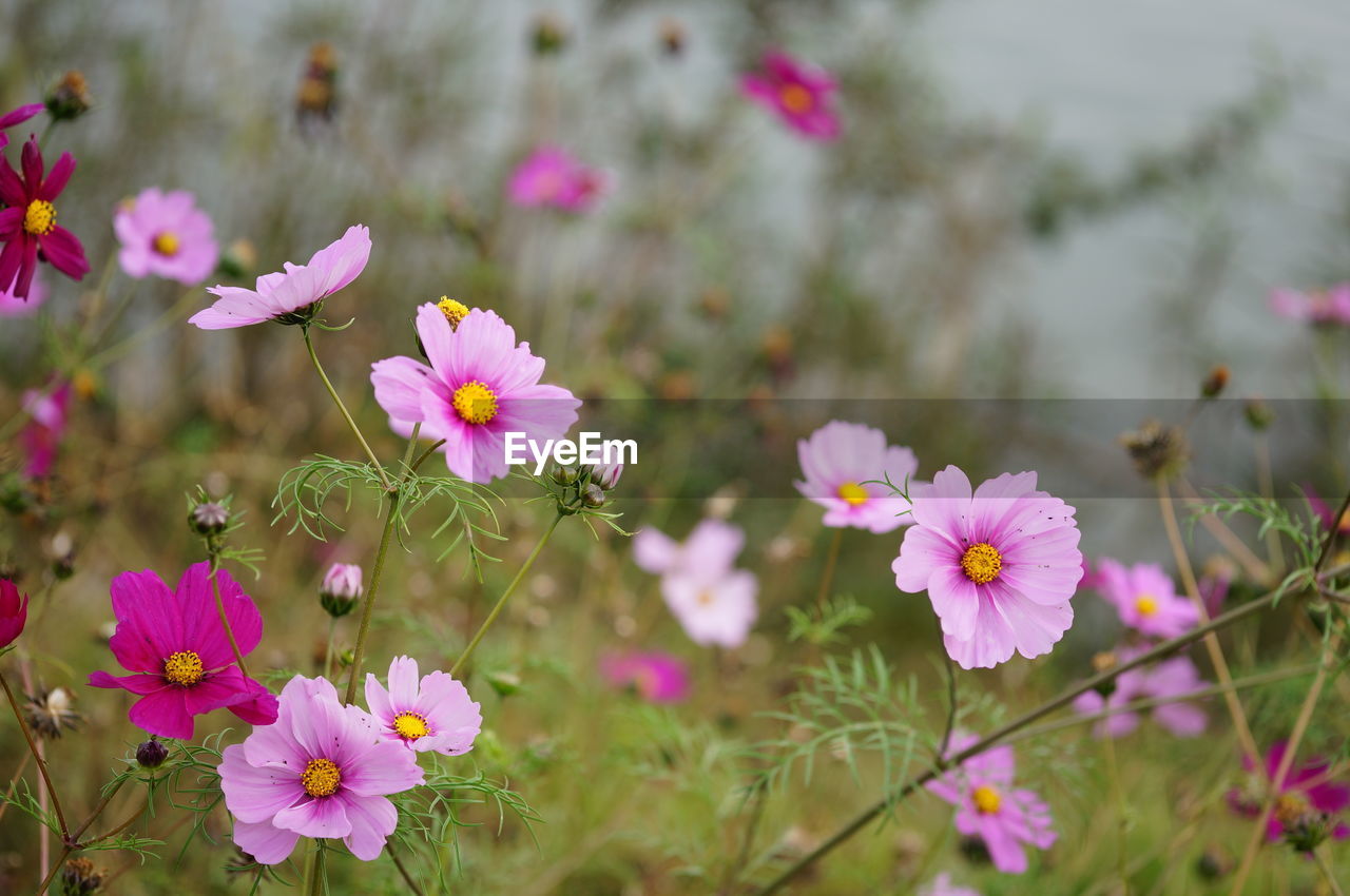 CLOSE-UP OF PINK COSMOS PURPLE FLOWERS