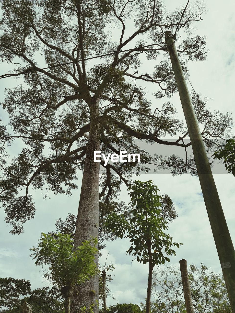 LOW ANGLE VIEW OF TREE AGAINST THE SKY