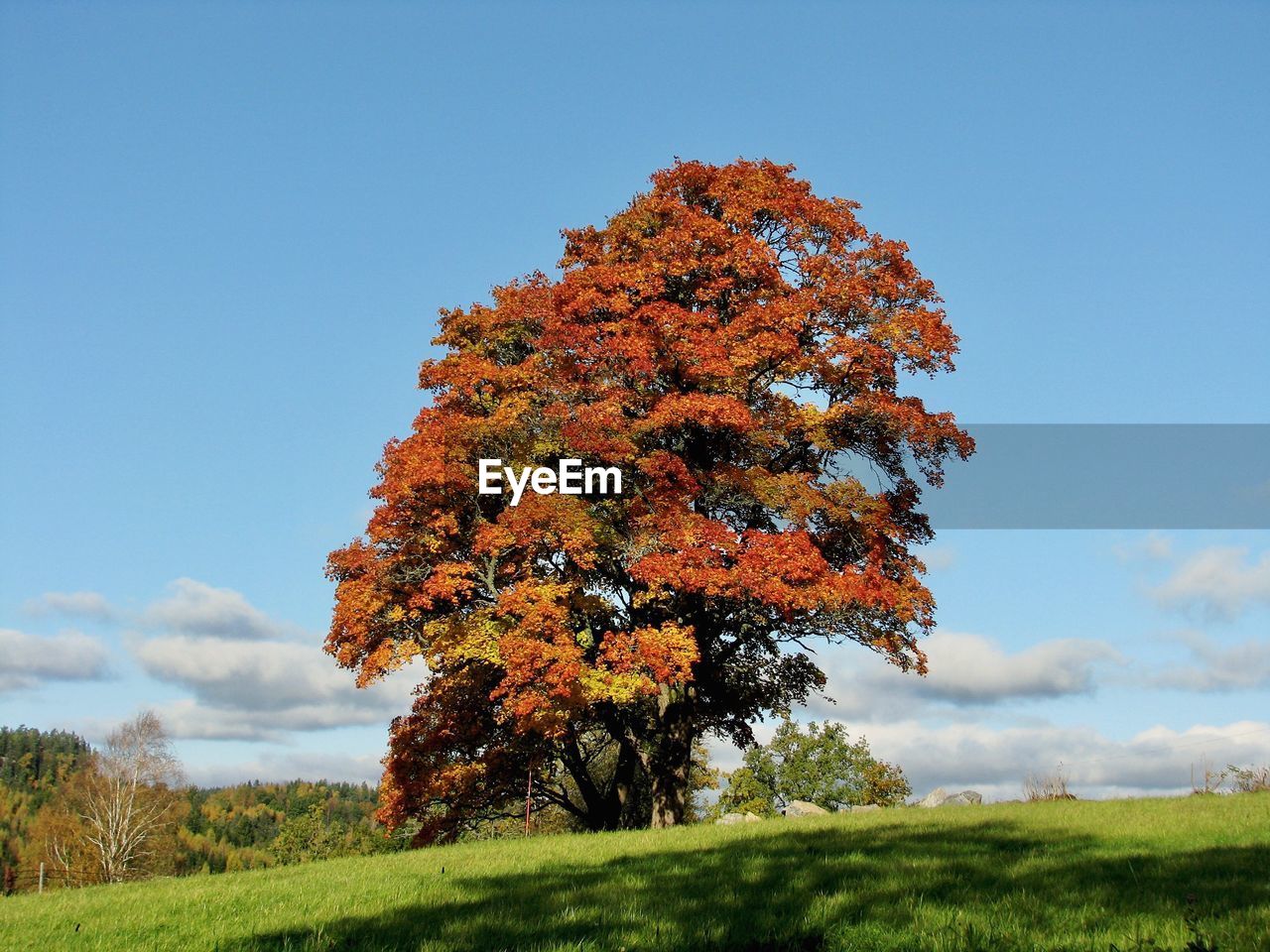 Autumn tree on grass at park against sky