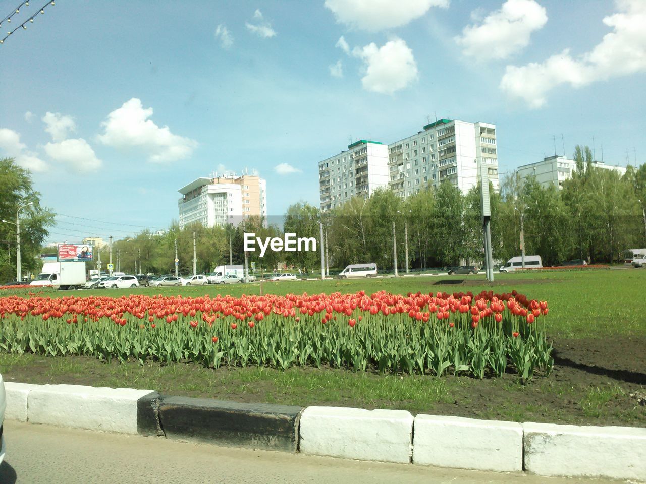 VIEW OF TREES IN PARK