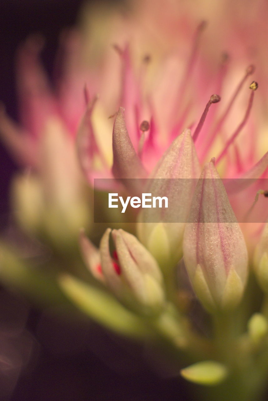 Close-up of pink flowers