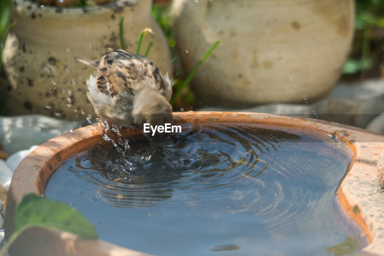 CLOSE-UP OF DRINKING WATER