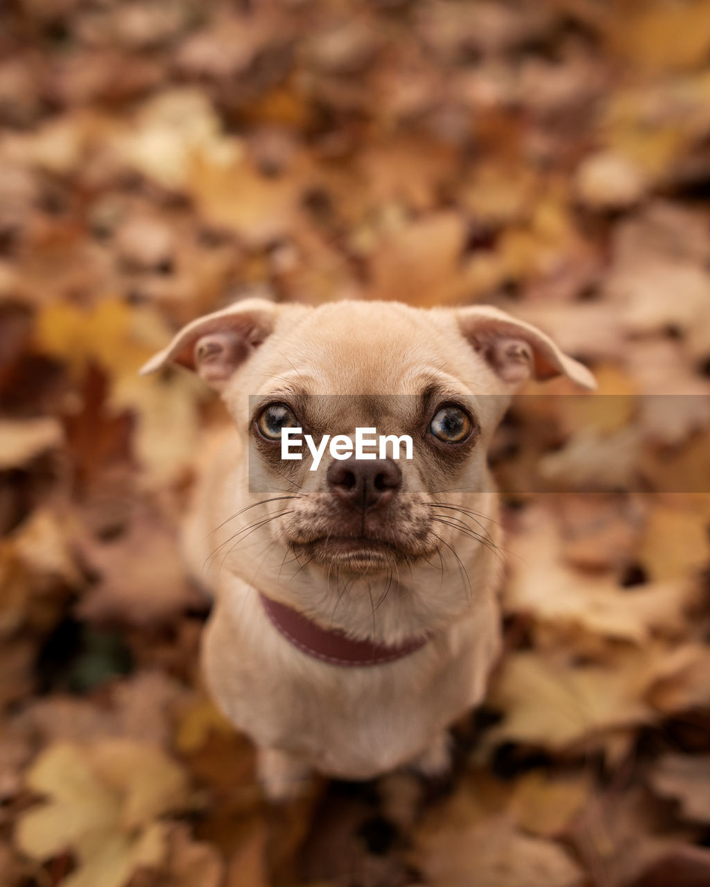 A small and cute dog is sitting in autumn leaves and looking up to the camera, captured from above