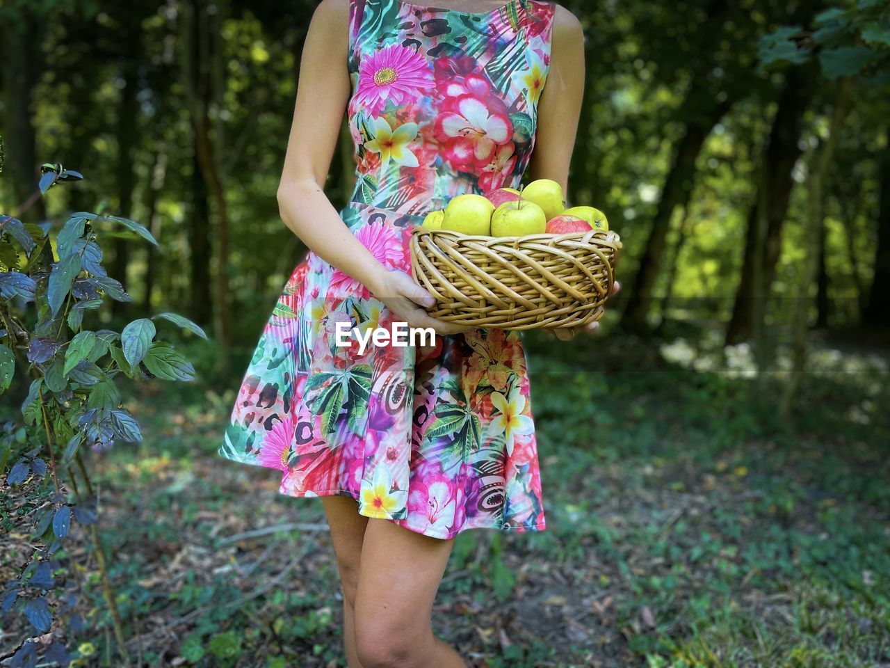 Young woman in a dress holding a wooden basket with red and golden apples