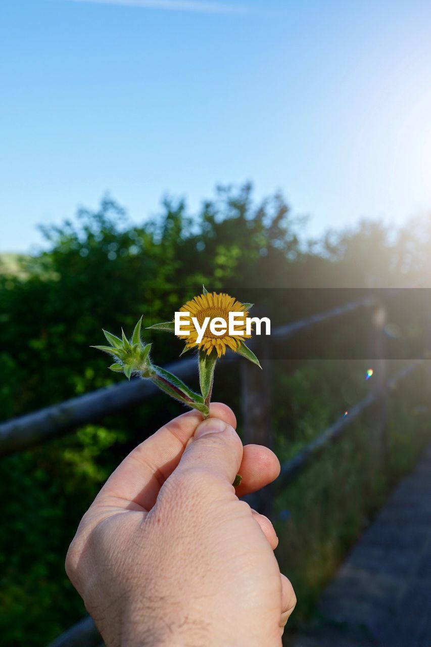 CLOSE-UP OF HAND HOLDING FLOWER