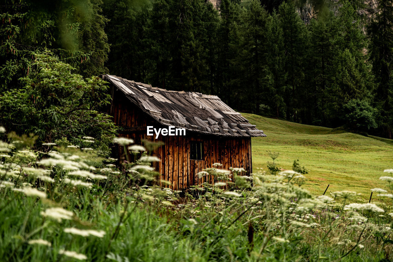 Wooden house on field by trees in forest