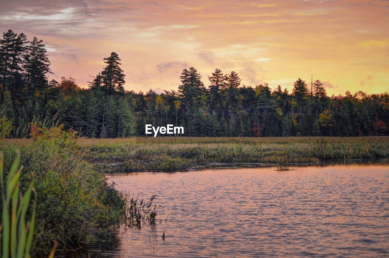 Scenic view of forest against sky during sunset