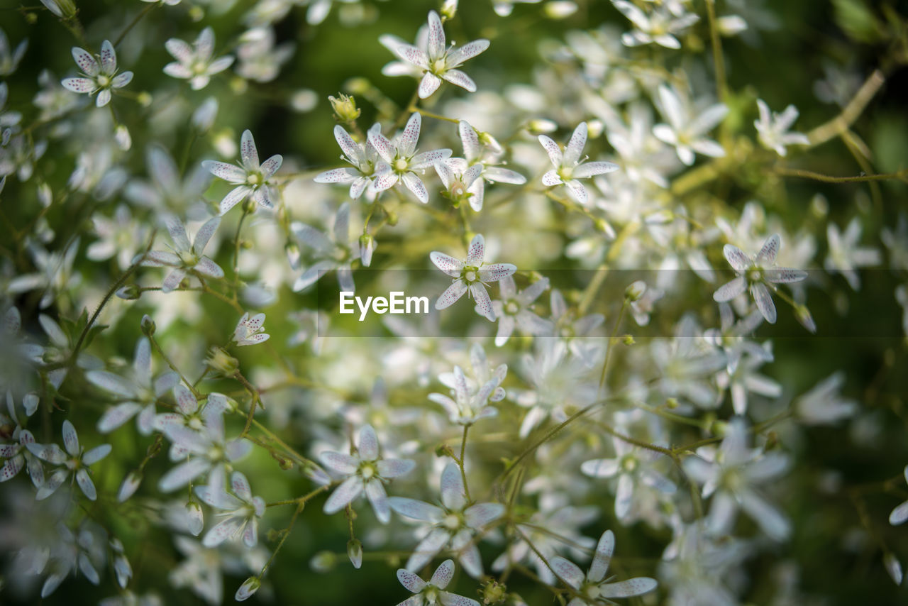 Flowers against blurred background