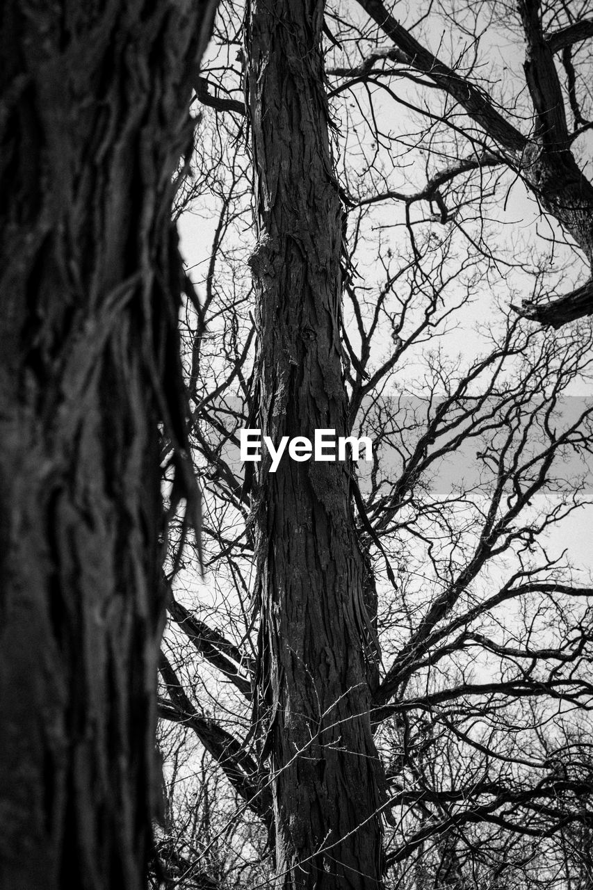 LOW ANGLE VIEW OF TREE AGAINST THE SKY