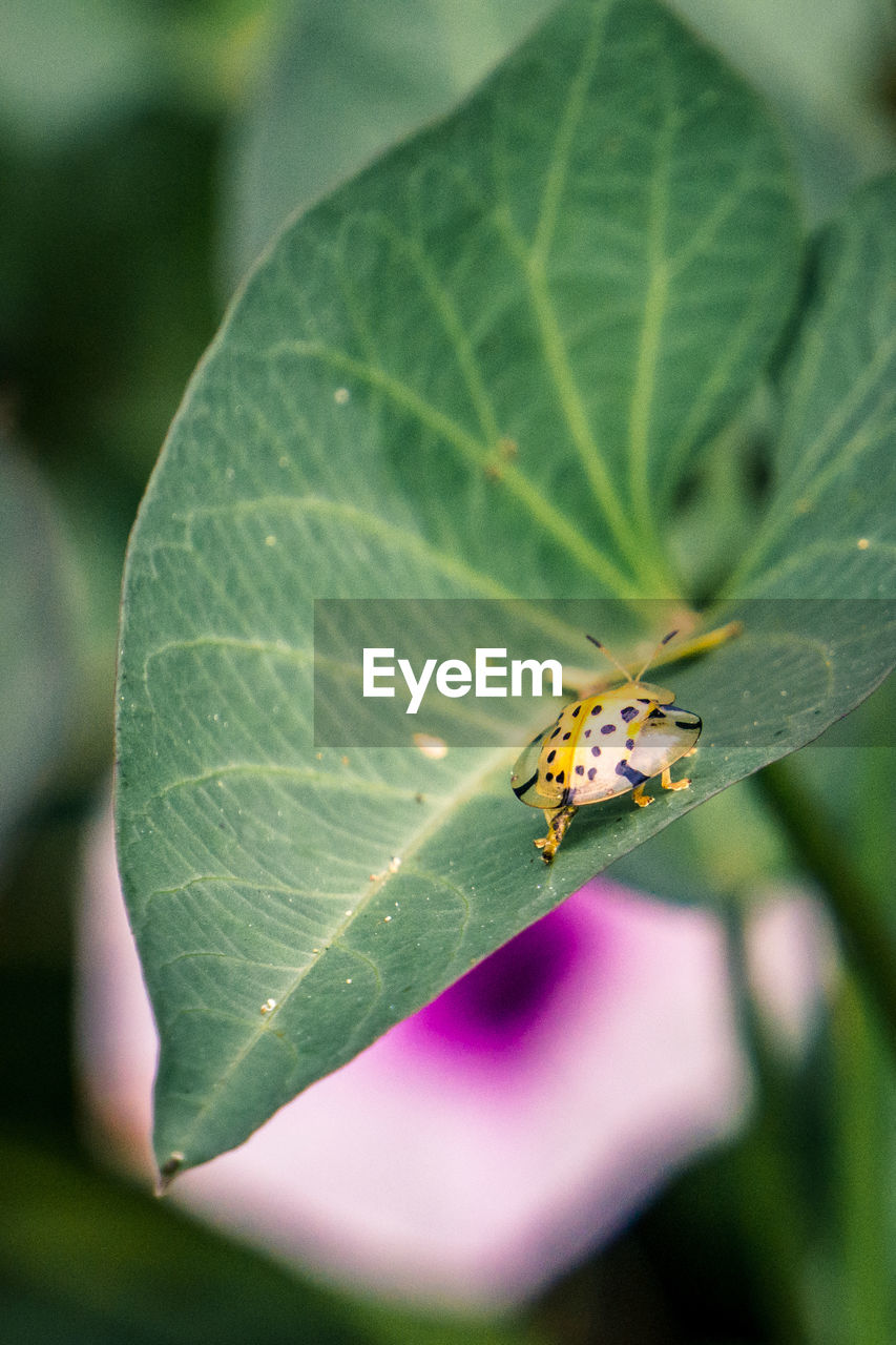 BUTTERFLY ON GREEN LEAF