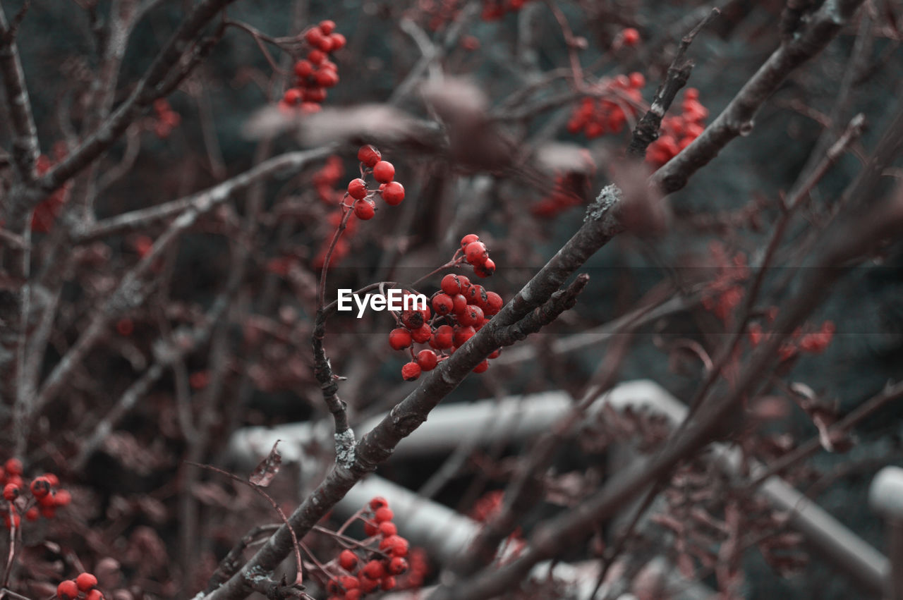 CLOSE-UP OF BERRIES ON TREE