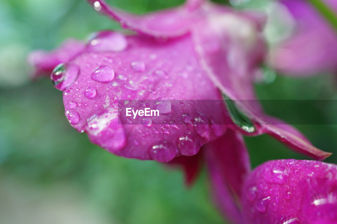 Close-up of wet pink flower blooming outdoors