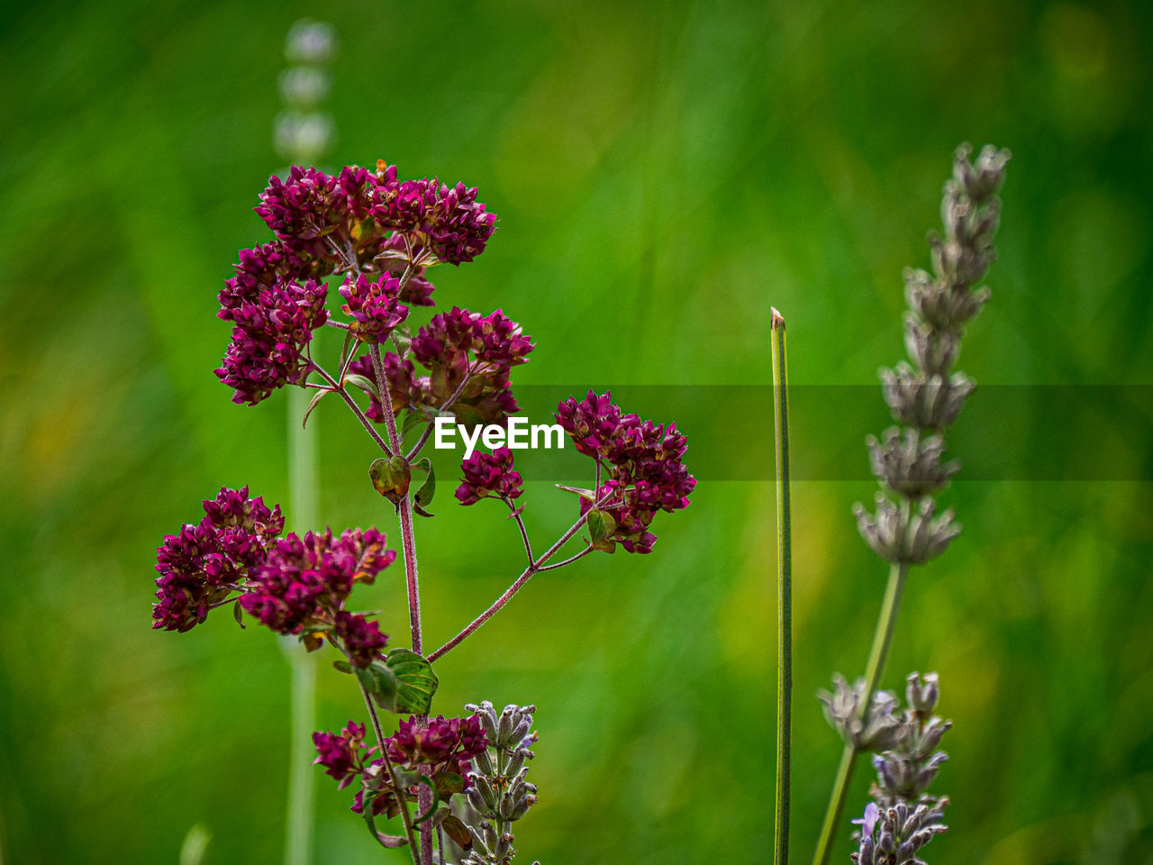 CLOSE-UP OF PURPLE FLOWERING PLANT GROWING ON FIELD