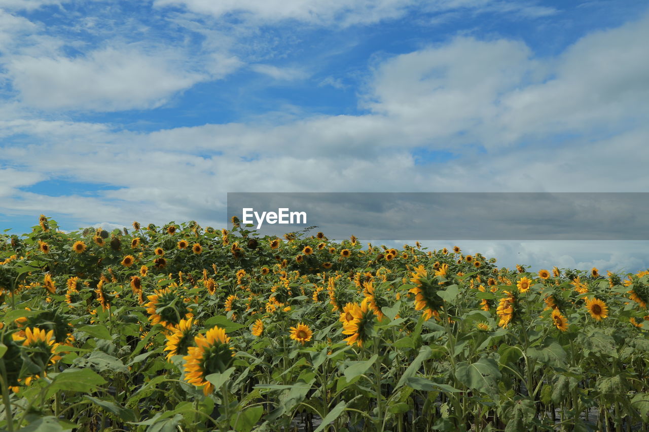 Scenic view of sunflower field against cloudy sky