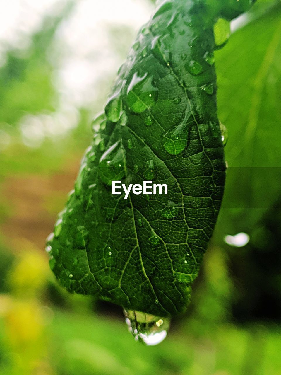 Close-up of wet plant leaves