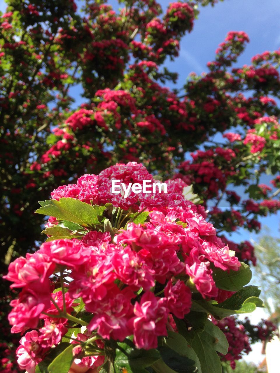 CLOSE-UP OF FRESH PINK FLOWERS BLOOMING ON TREE