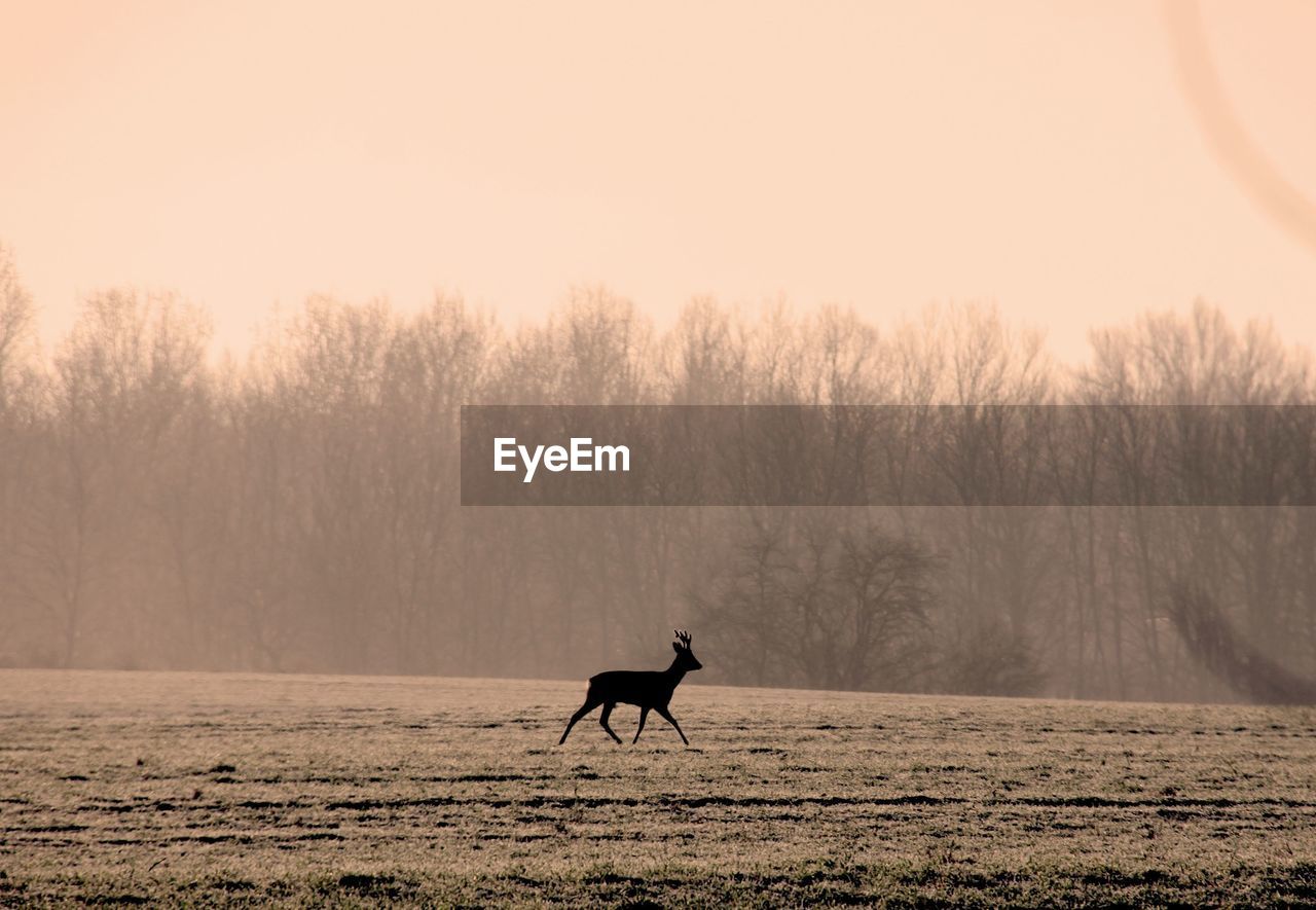 HORSE ON A FIELD