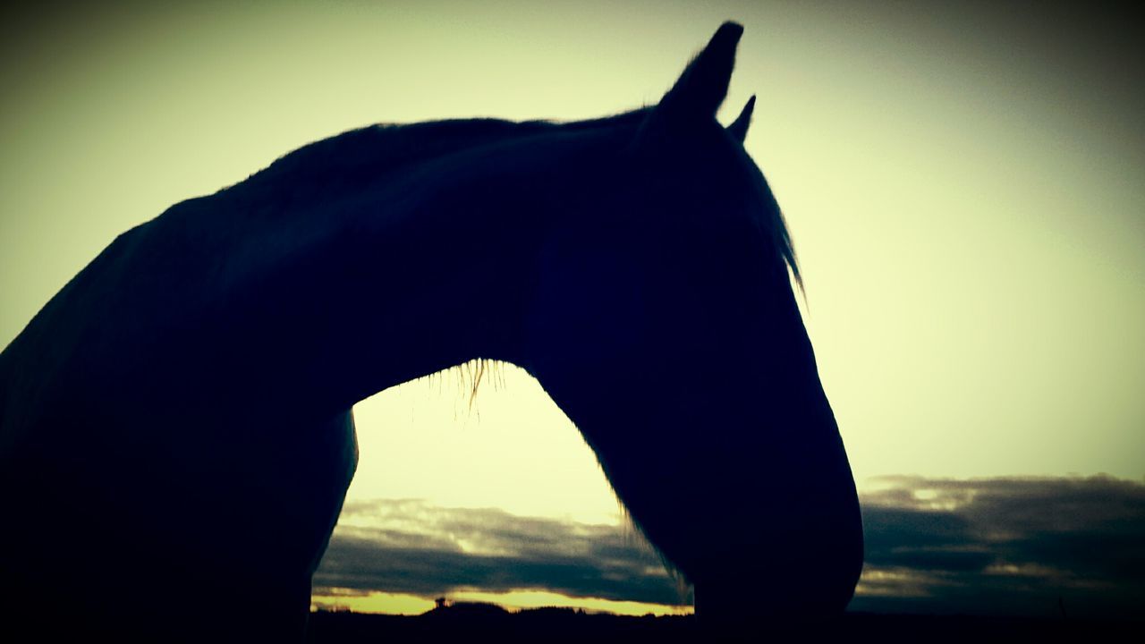 SILHOUETTE OF HORSE AGAINST THE SKY