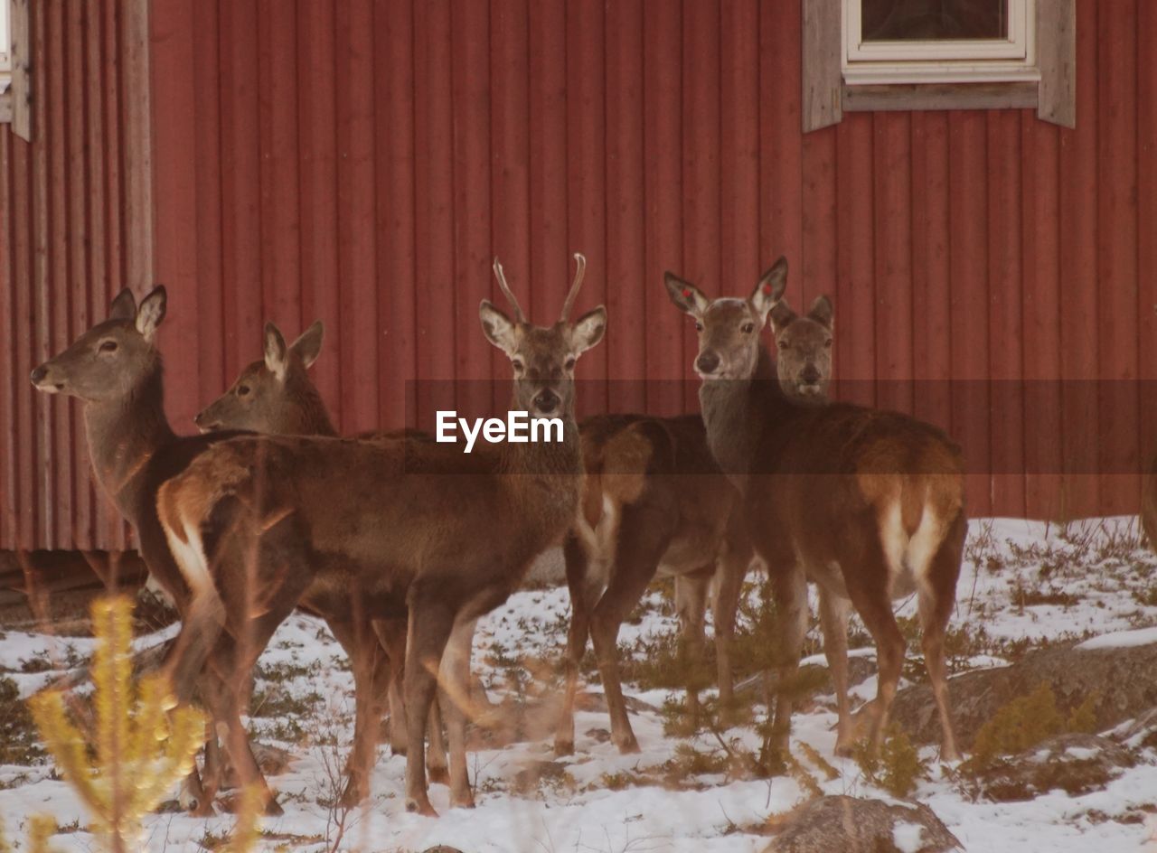 animal, mammal, animal themes, deer, snow, animal wildlife, winter, group of animals, cold temperature, wildlife, domestic animals, nature, no people, standing, reindeer, day, brown, outdoors, architecture, antler, herbivorous