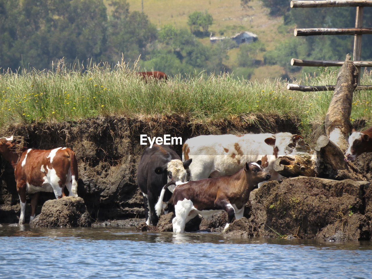 Cows on riverbank