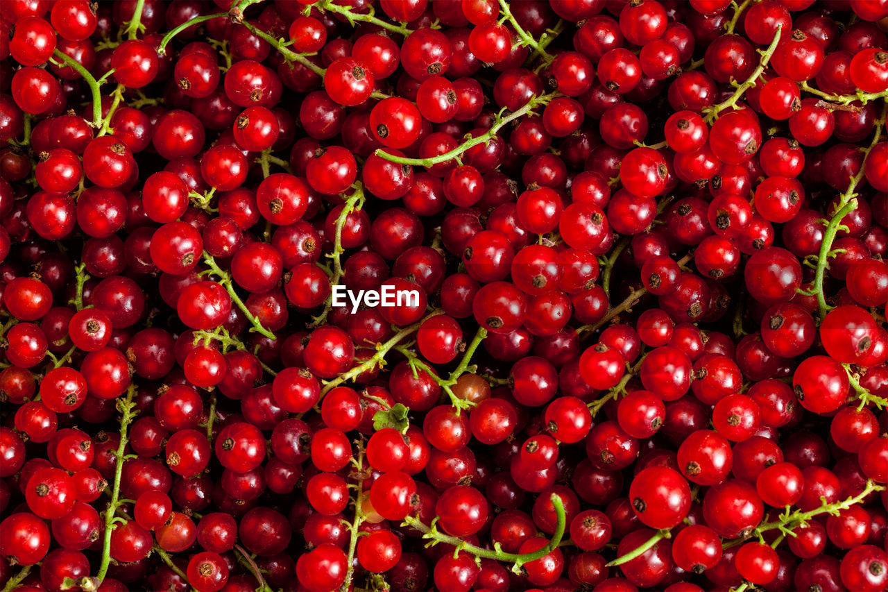 FULL FRAME SHOT OF BERRIES