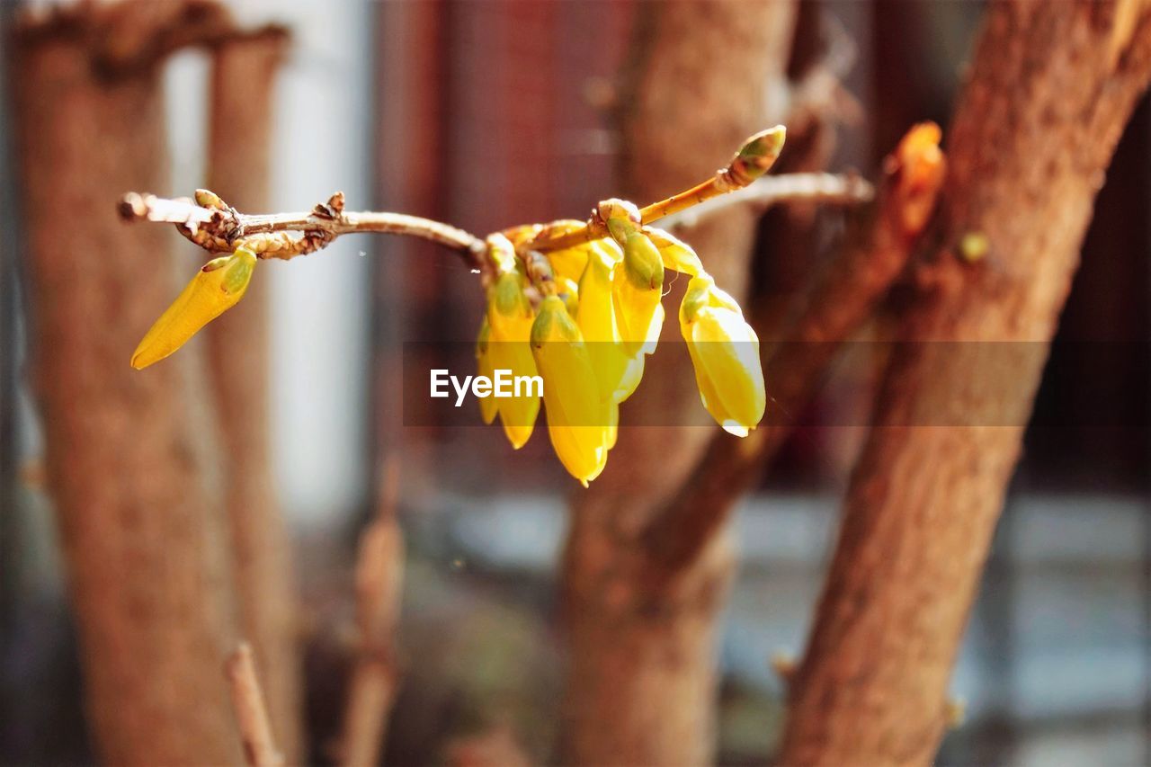 Close-up of wilted plant hanging on fence