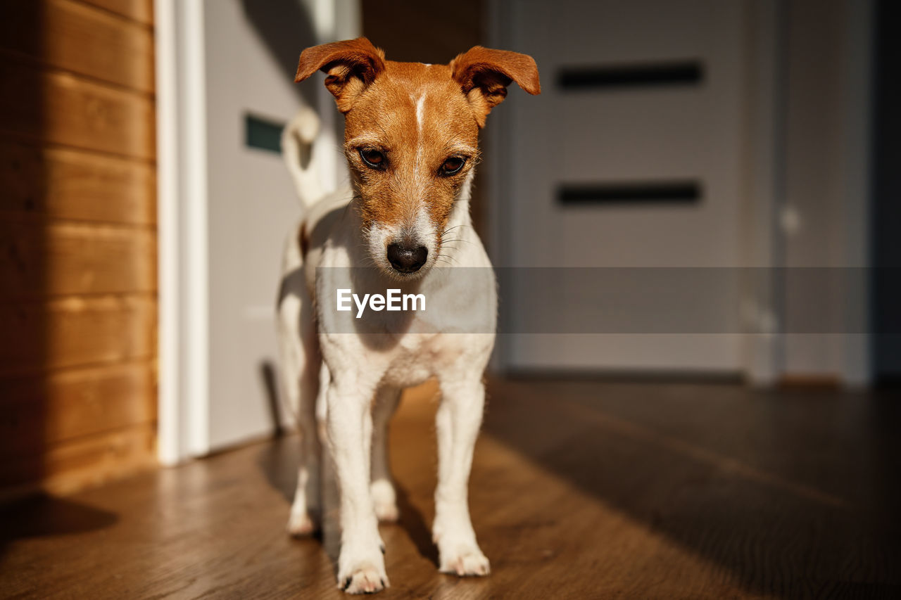 mammal, one animal, animal themes, animal, domestic animals, pet, dog, canine, portrait, looking at camera, indoors, no people, flooring, home interior, hardwood floor, standing, door, focus on foreground, entrance, carnivore, full length, day, wood, front view
