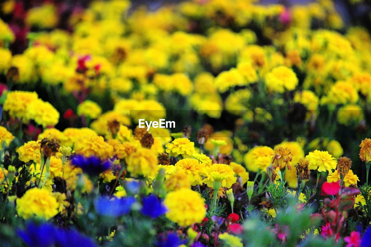 CLOSE-UP OF YELLOW FLOWERING PLANTS ON FIELD