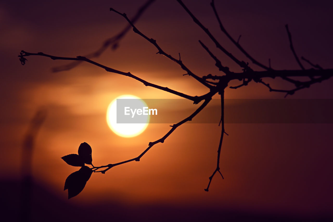 silhouette, sky, branch, nature, beauty in nature, sunset, tree, plant, no people, scenics - nature, sunlight, sun, outdoors, tranquility, darkness, bare tree, light, orange color, dramatic sky, back lit, environment, twig, tranquil scene, landscape, cloud, evening