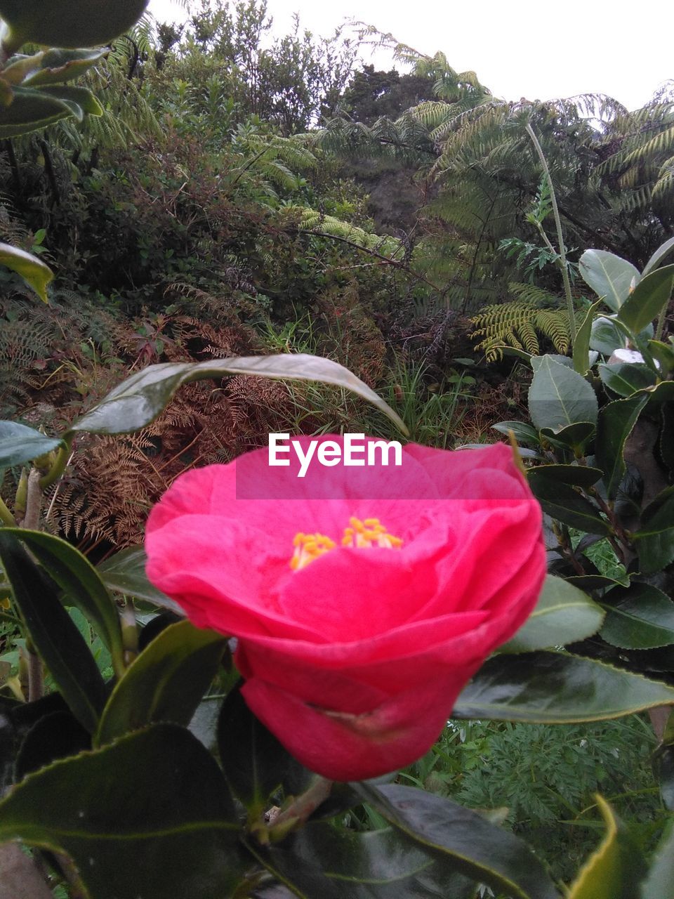 CLOSE-UP OF PINK FLOWERS BLOOMING ON TREE