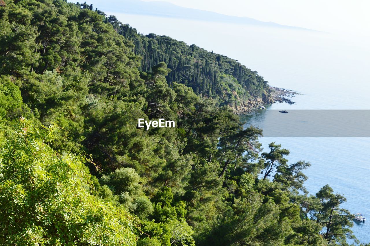 SCENIC VIEW OF SEA BY TREES AGAINST SKY