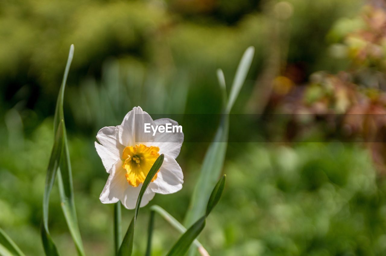 Close-up of flower blooming outdoors