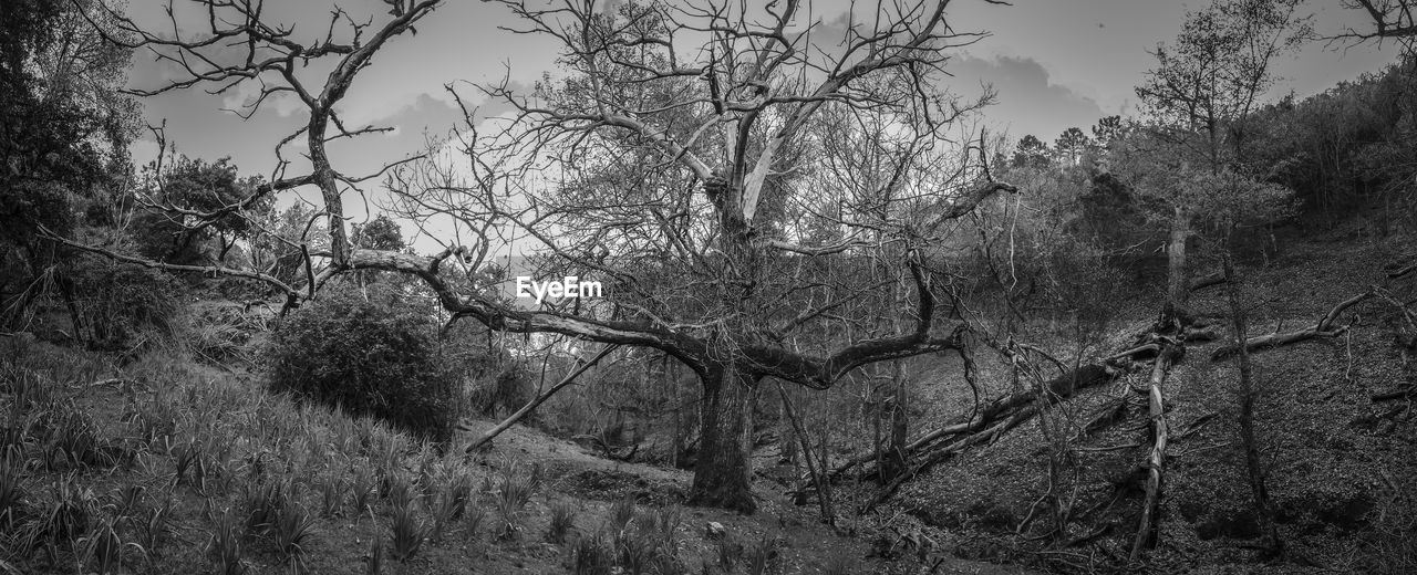Low angle view of tree against sky