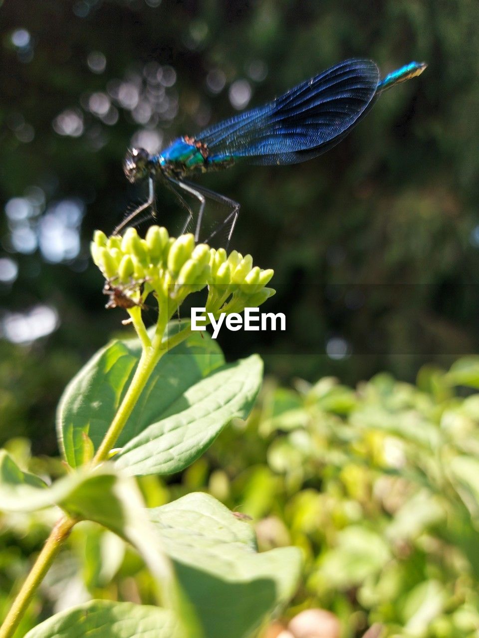 green, animal wildlife, animal themes, animal, insect, plant, wildlife, animal wing, nature, one animal, beauty in nature, dragonfly, macro photography, close-up, flower, butterfly, plant part, dragonflies and damseflies, animal body part, outdoors, leaf, no people, focus on foreground, flowering plant, summer, freshness, environment, yellow, fragility, perching, day, selective focus, blue, food, full length