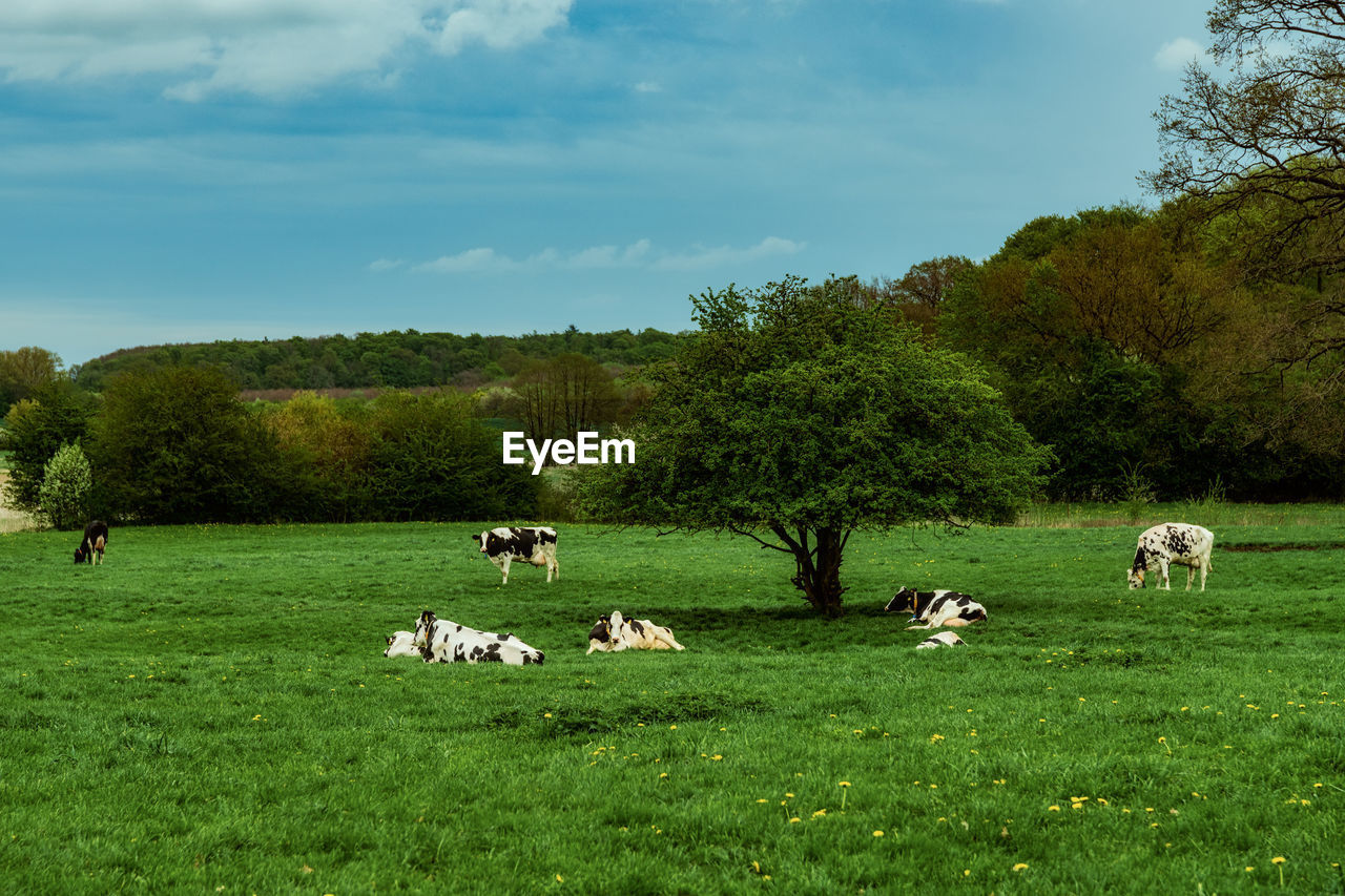 VIEW OF SHEEP GRAZING IN FIELD