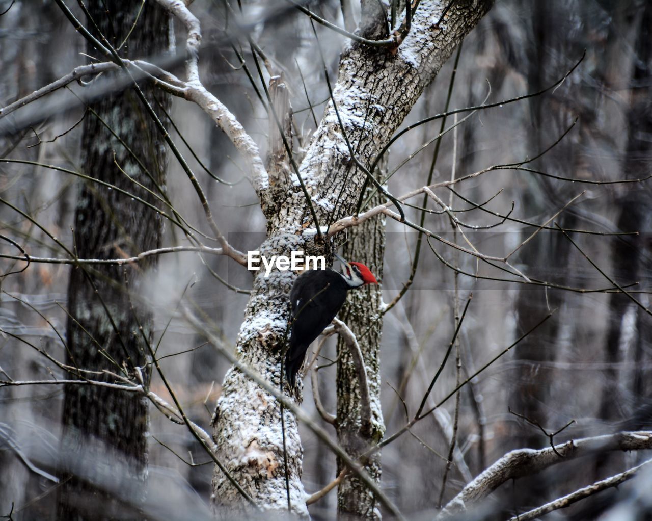 Woodpecker on tree during winter