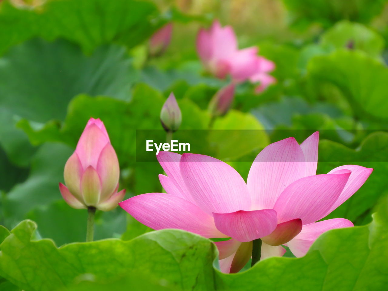 Close-up of pink water lily