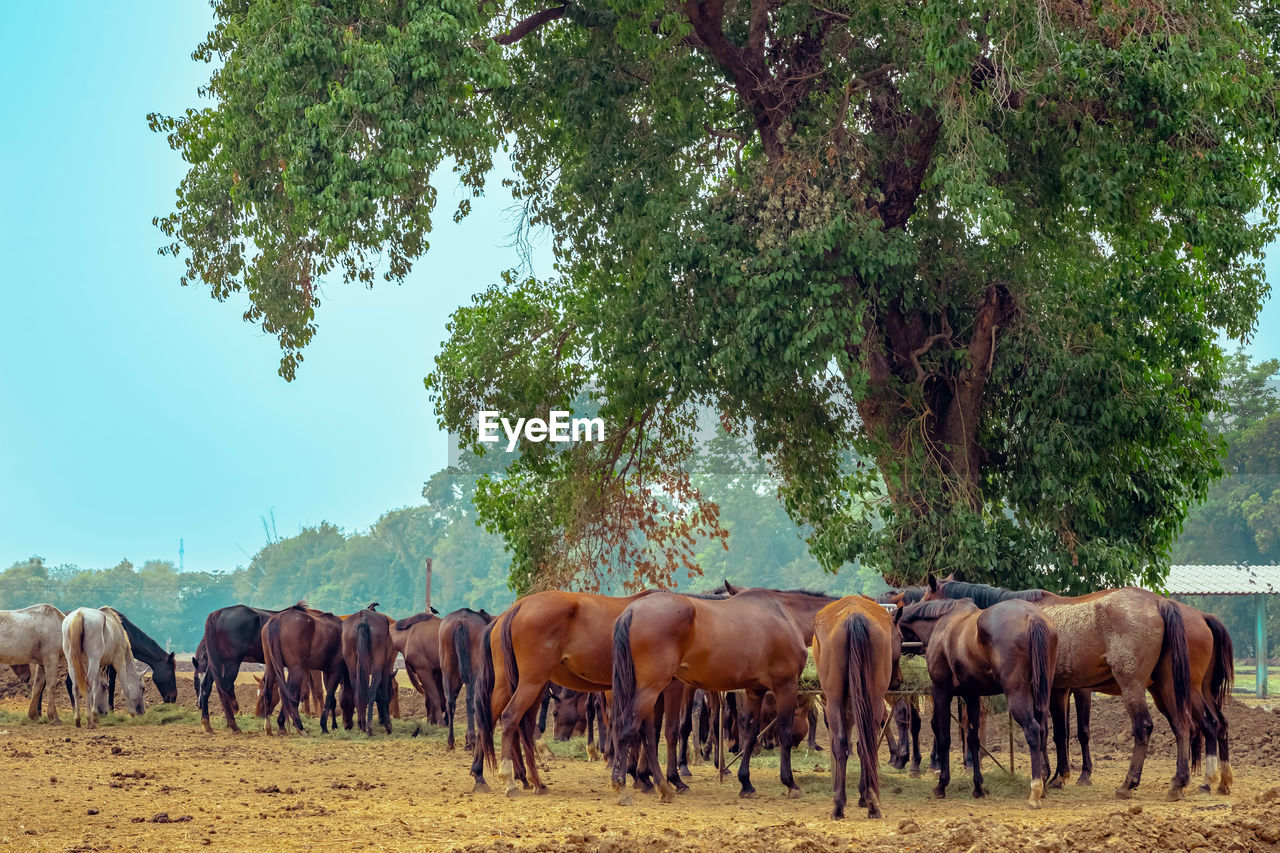 horses on landscape