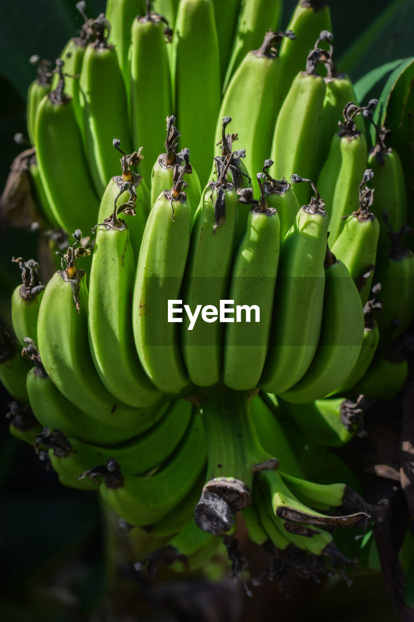 Close-up of bananas