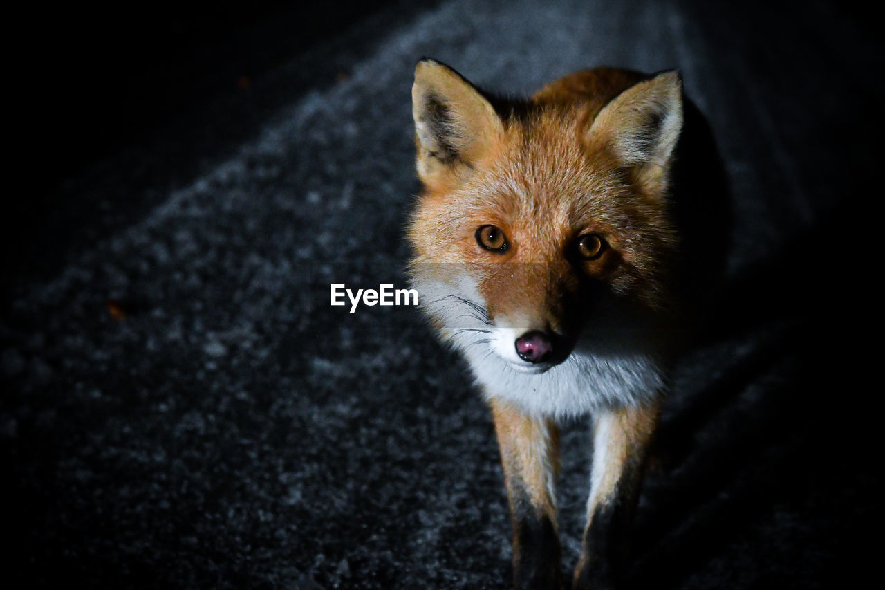 High angle portrait of fox standing outdoors at night