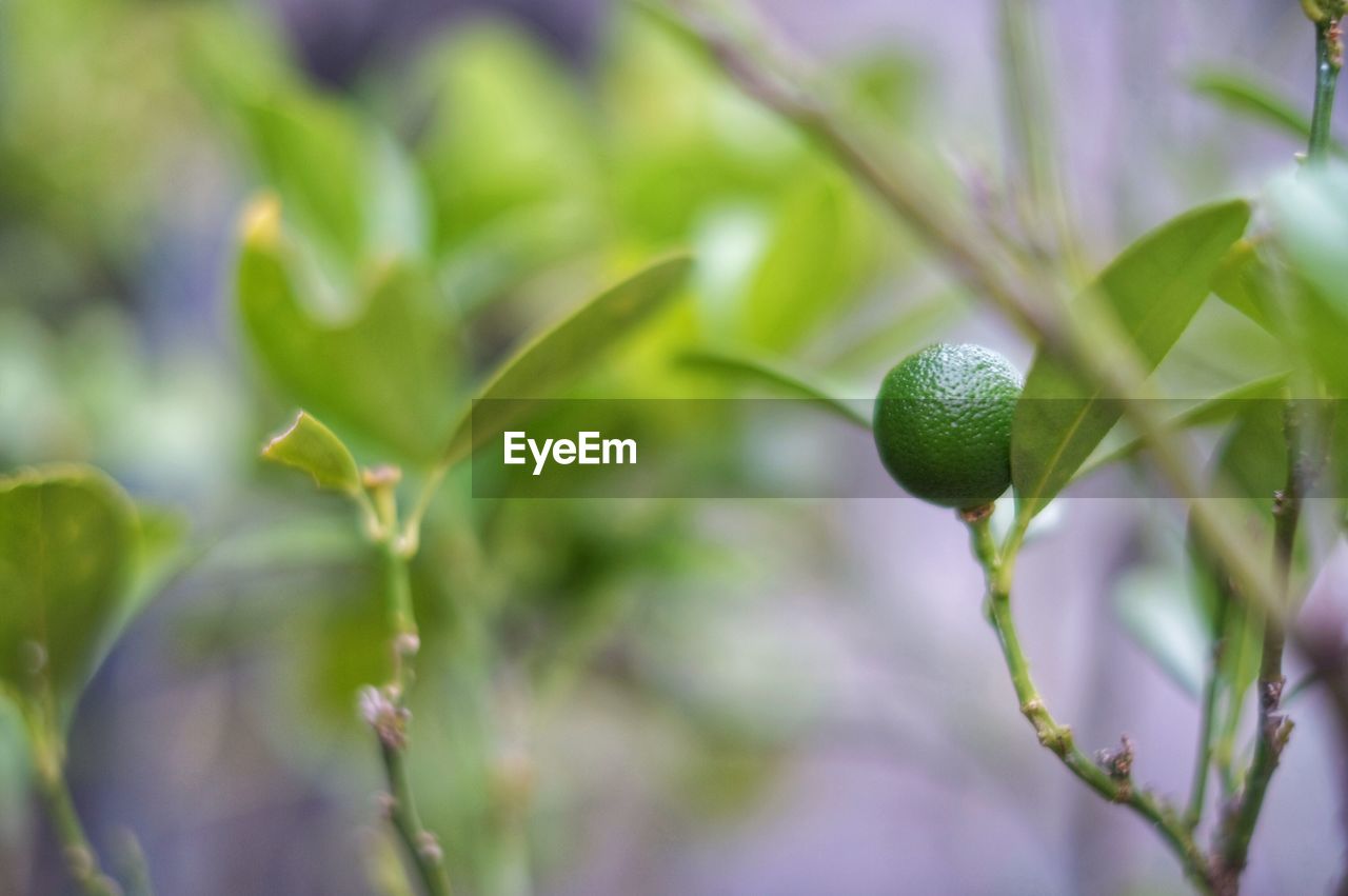 Close-up of citrus growing on tree